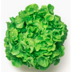 Lettuce, Green Oak
